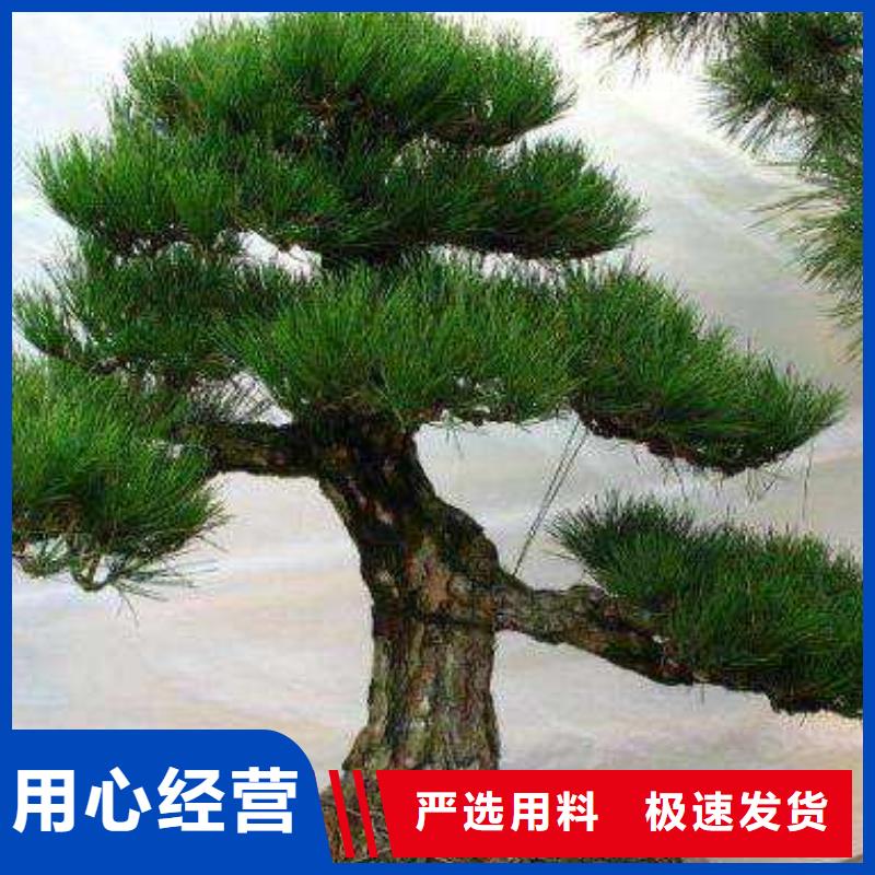 造型松【松苗木】厂家质量过硬