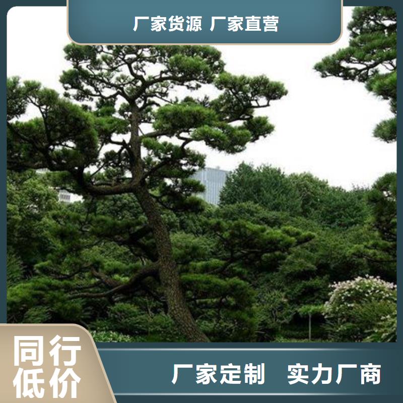 造型松制造厂家