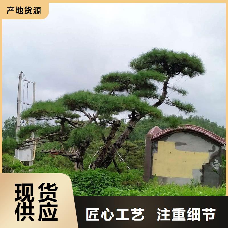 造型松-造型油松品质之选
