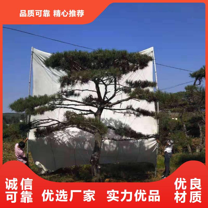 造型松制造厂家