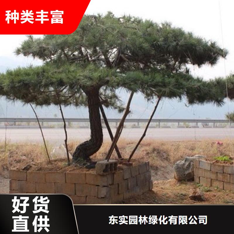 造型松【松苗木】厂家质量过硬