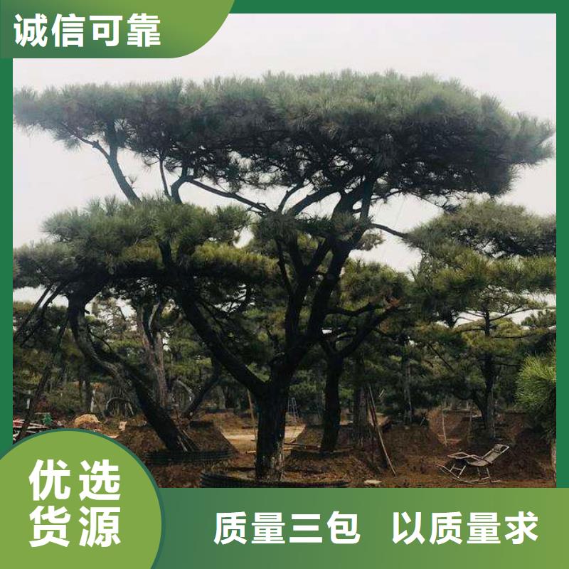 造型松-造型油松品质之选