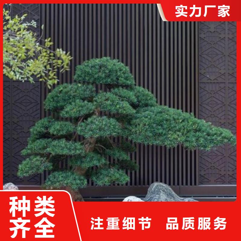 造型松迎客松好产品价格低