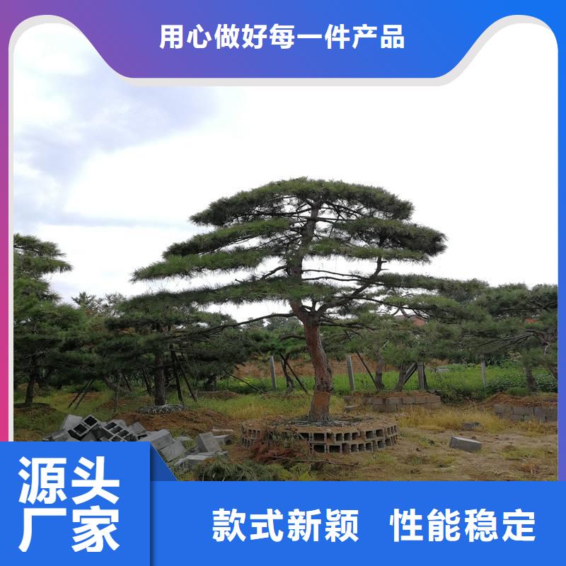 造型松-造型油松品质之选