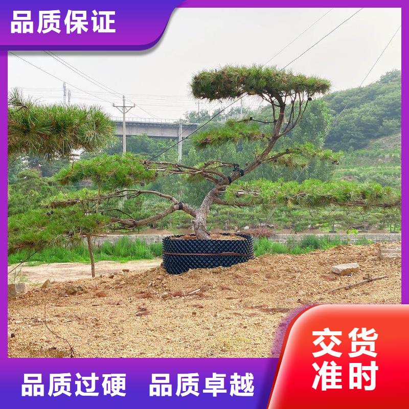 造型松【松苗木】厂家质量过硬