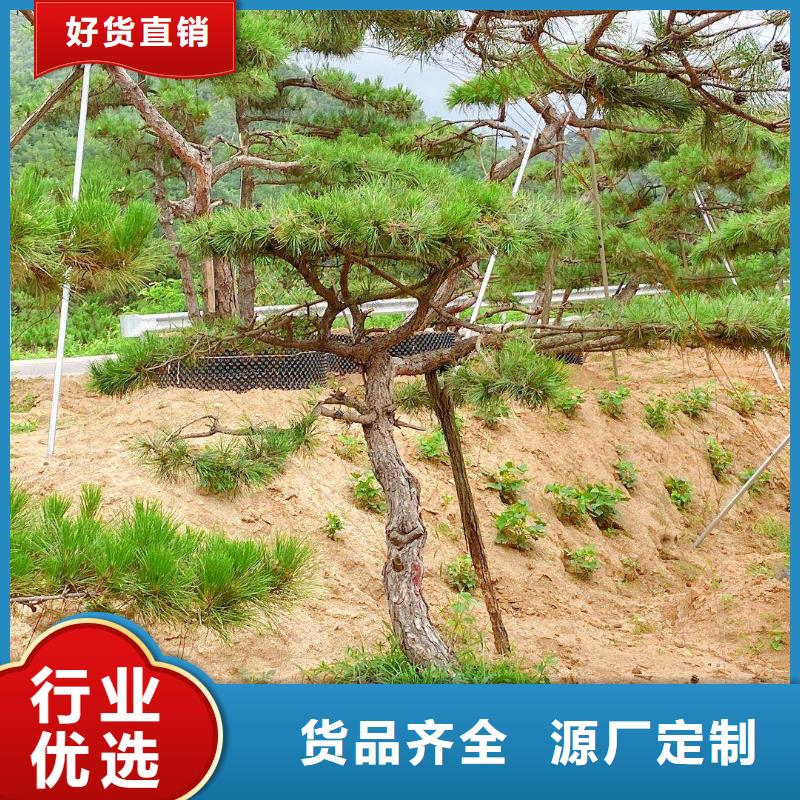 造型松-造型油松品质之选