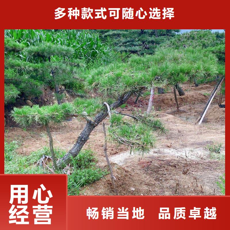 造型松迎客松好产品价格低