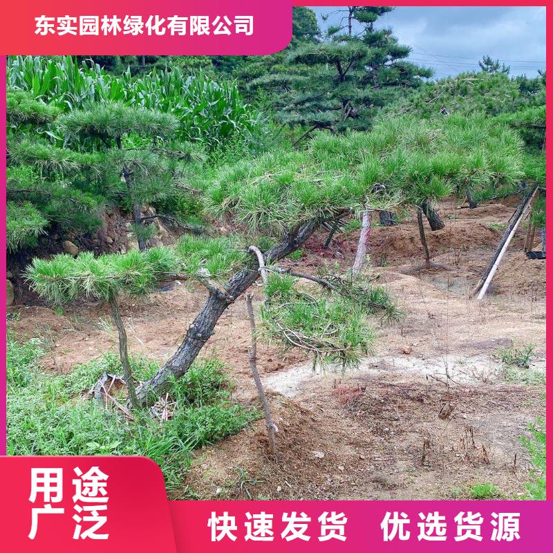 造型松制造厂家
