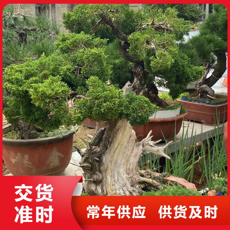 造型松支持货到付清
