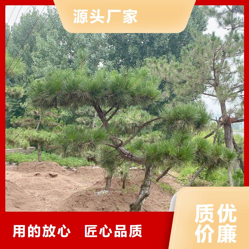 造型松造型黑松优选好材铸造好品质