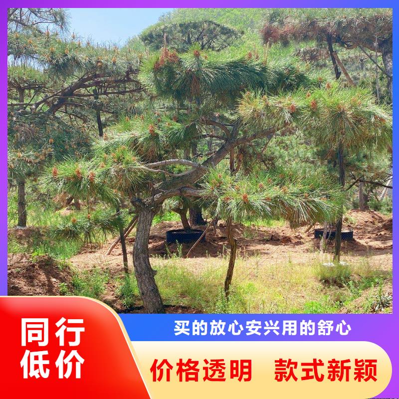 造型松支持货到付清