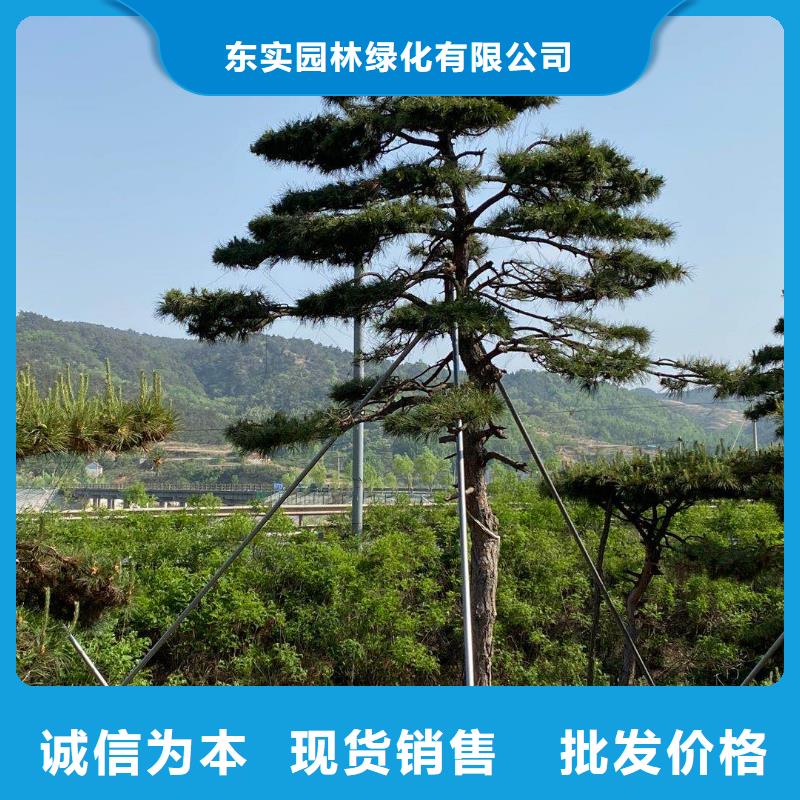 造型松支持货到付清
