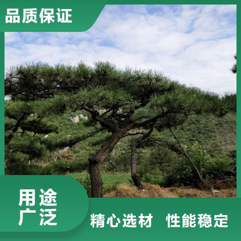 造型松-造型油松品质之选