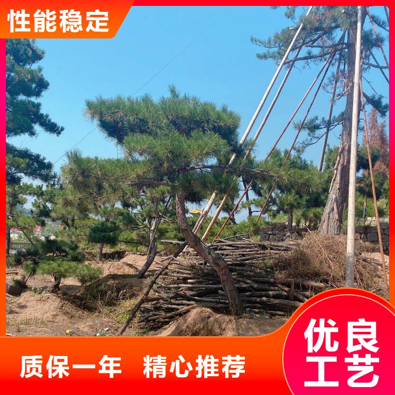 造型松制造厂家