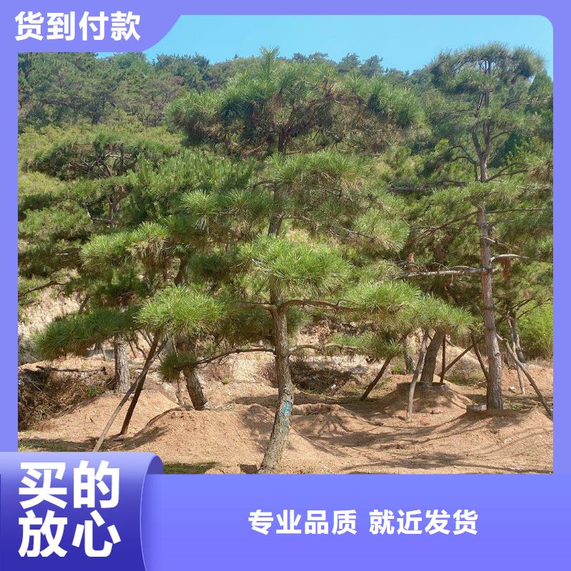 造型松制造厂家