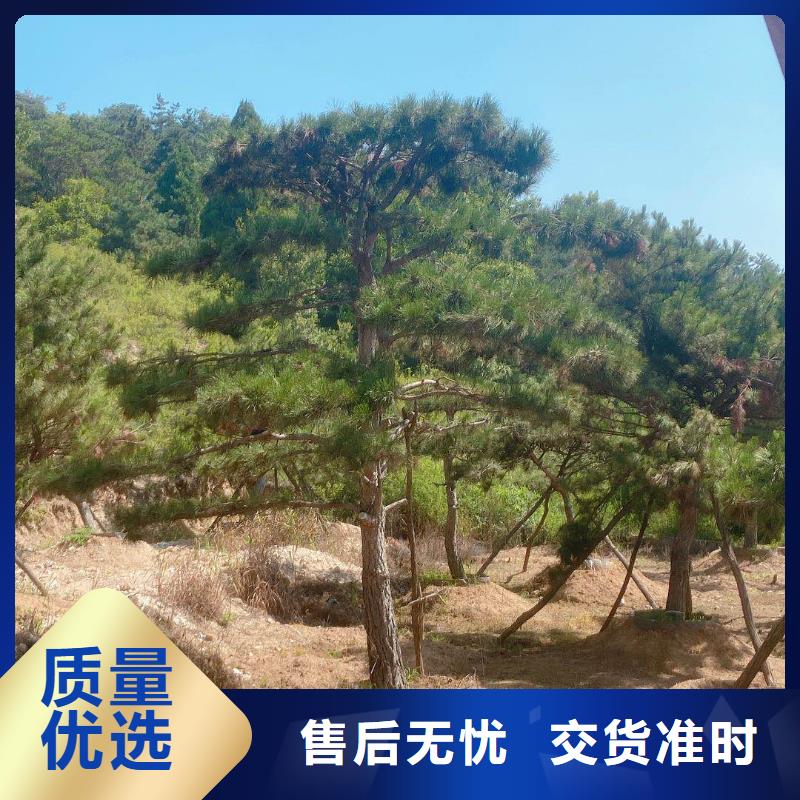 造型松【松苗木】厂家质量过硬