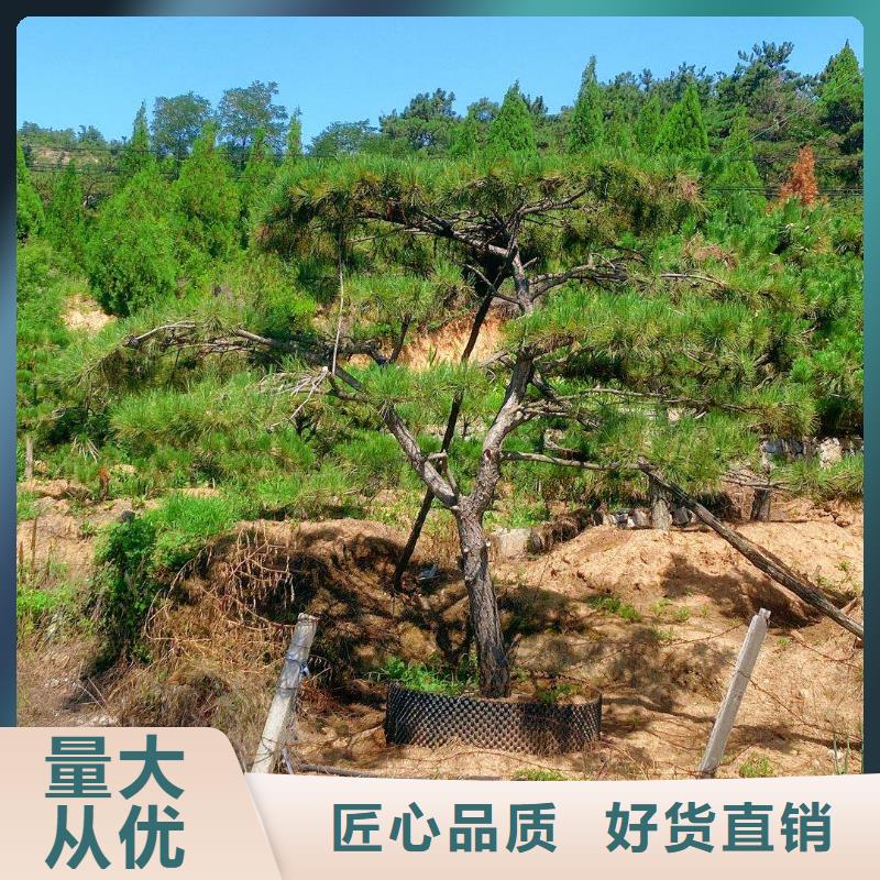 造型松【松苗木】厂家质量过硬