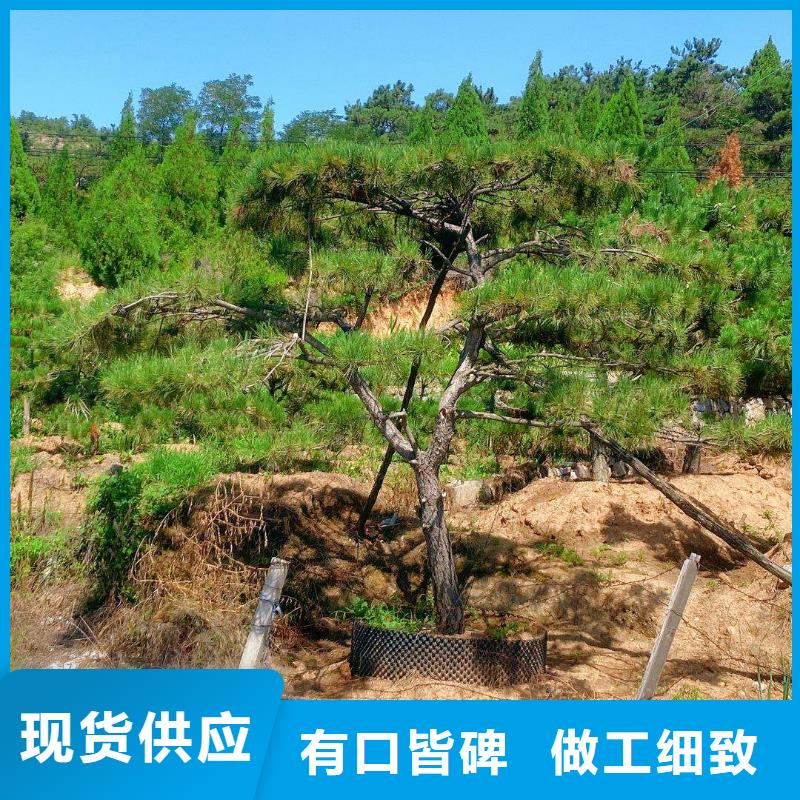 造型松制造厂家