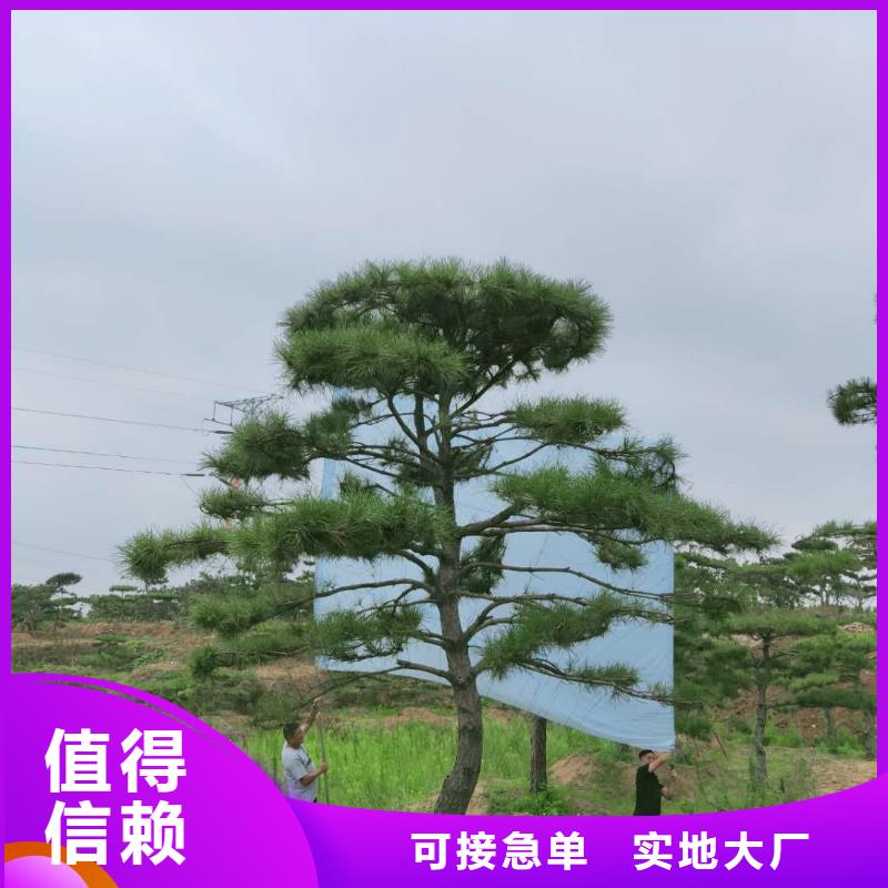 造型松【松苗木】厂家质量过硬