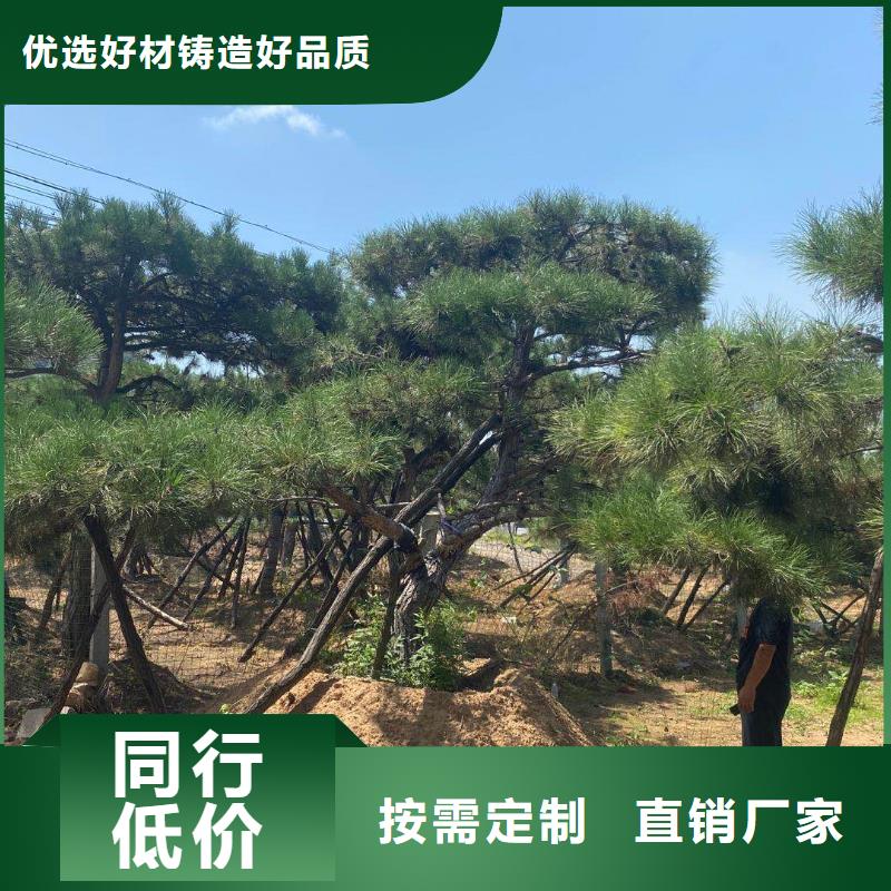 造型松【松苗木】厂家质量过硬