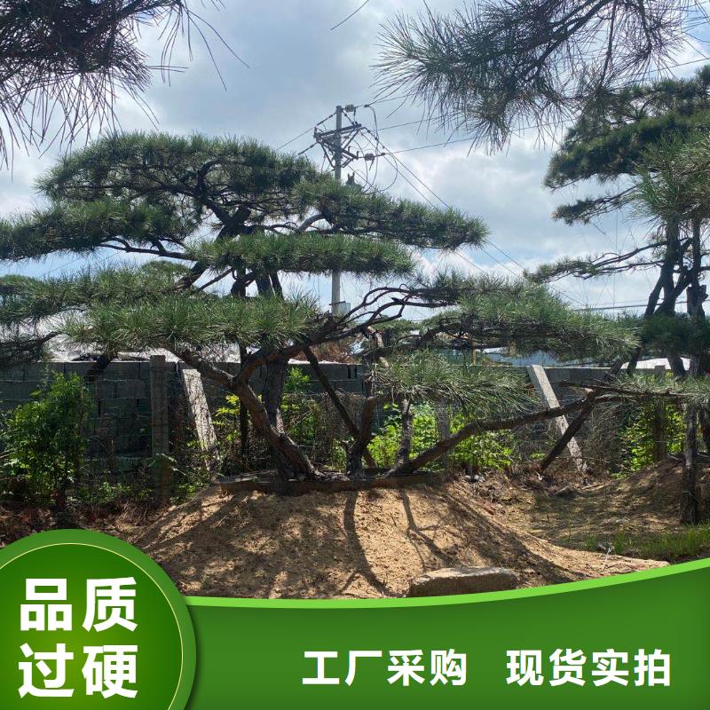 造型松制造厂家