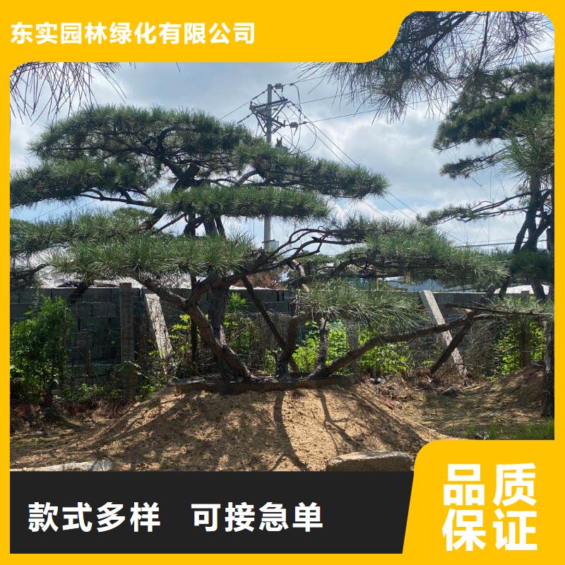 造型松【松苗木】厂家质量过硬