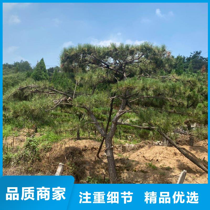 造型松制造厂家