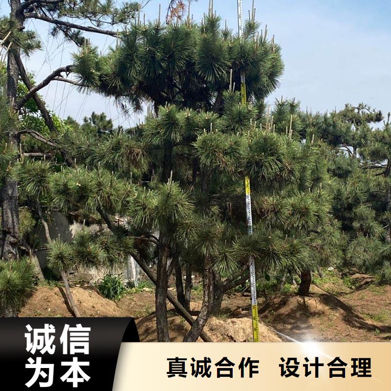 造型松制造厂家