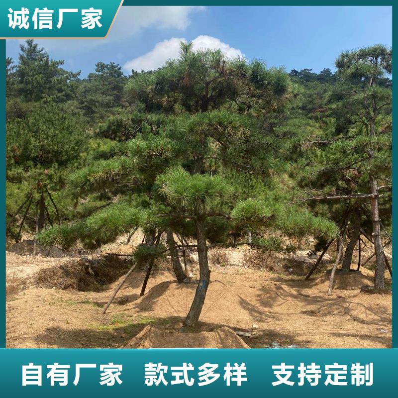 造型松【松苗木】厂家质量过硬