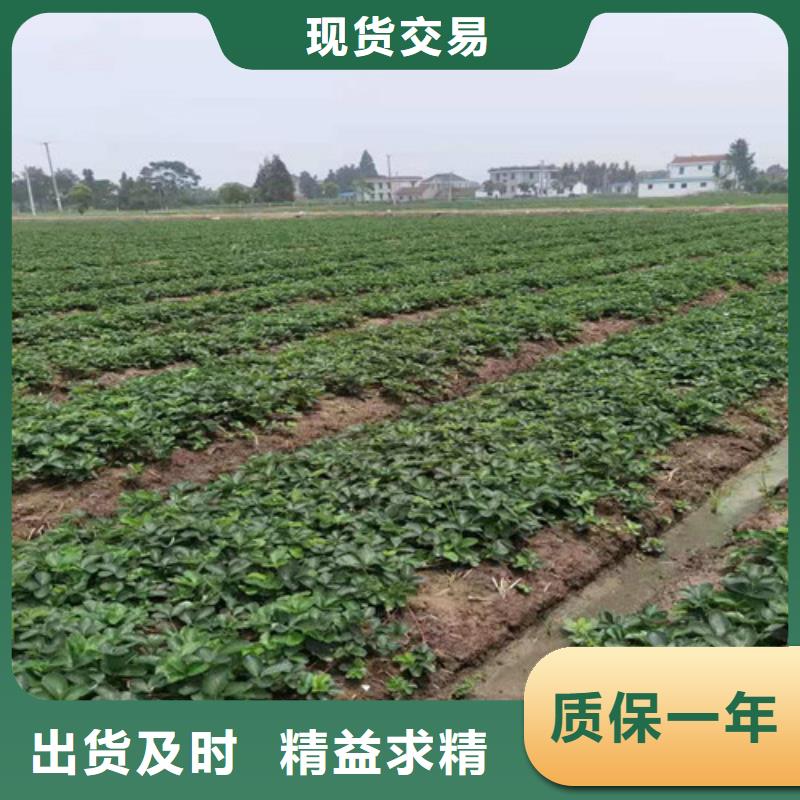 草莓苗-杏苗符合标准