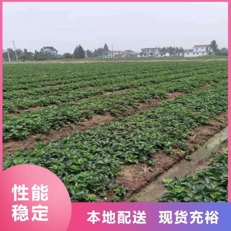 草莓苗甜茶苗好厂家有担当