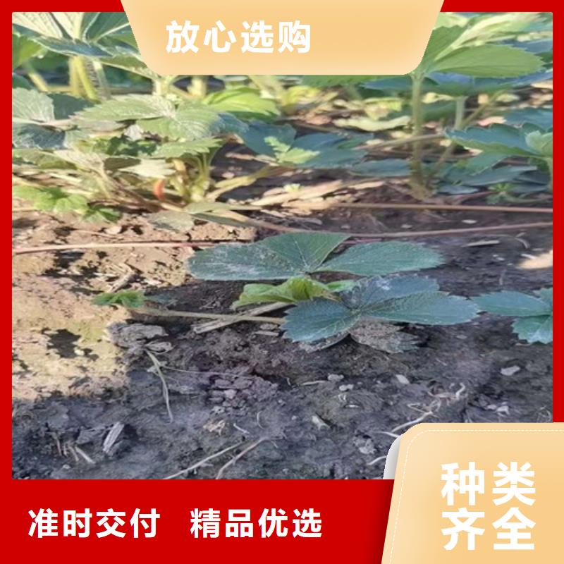 草莓苗大棚草莓苗用心制造