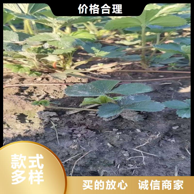 草莓苗-杏苗符合标准