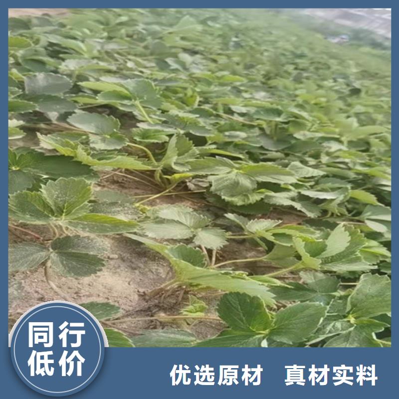 草莓苗甜茶苗好厂家有担当