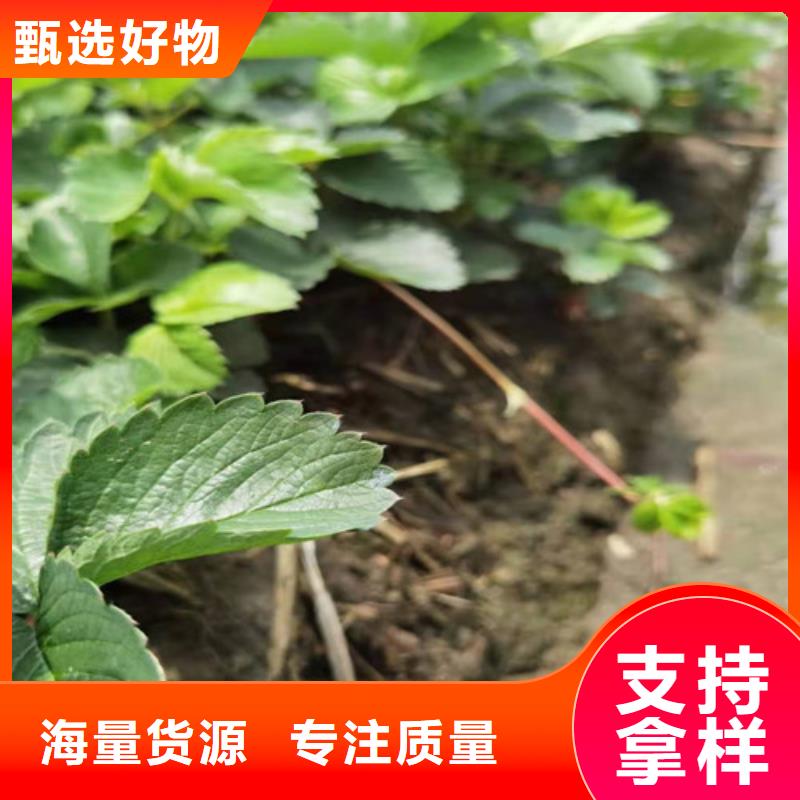 草莓苗大棚草莓苗用心制造