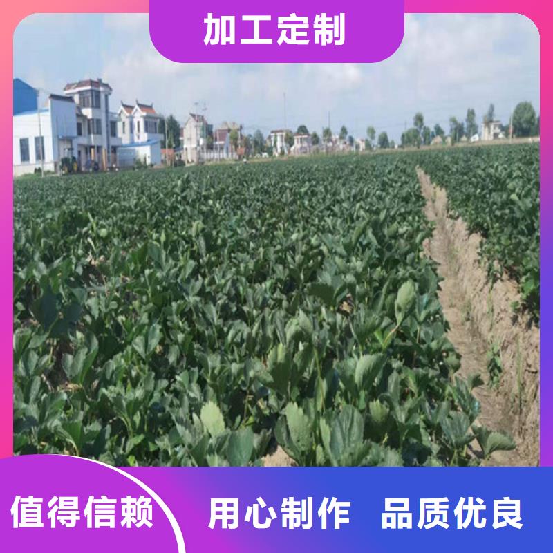 草莓苗甜茶苗好厂家有担当