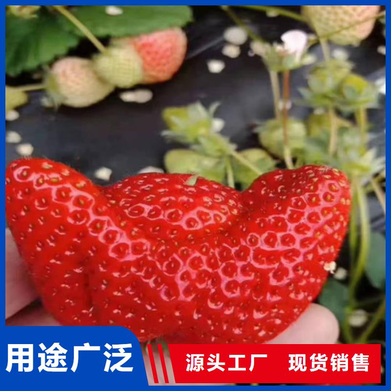 草莓苗甜茶苗好厂家有担当