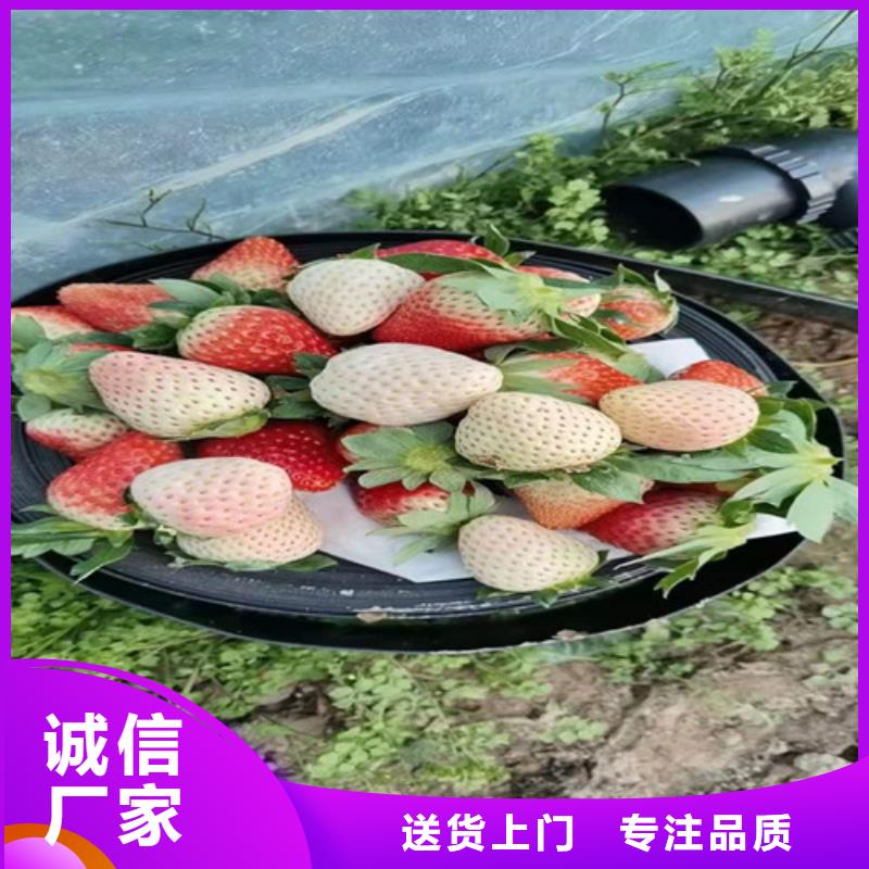 草莓苗-杏苗符合标准