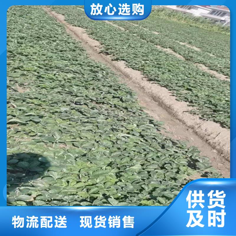 草莓苗甜茶苗好厂家有担当