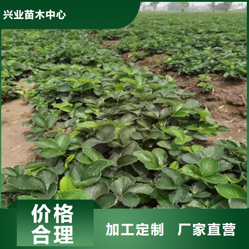 草莓苗大棚草莓苗用心制造