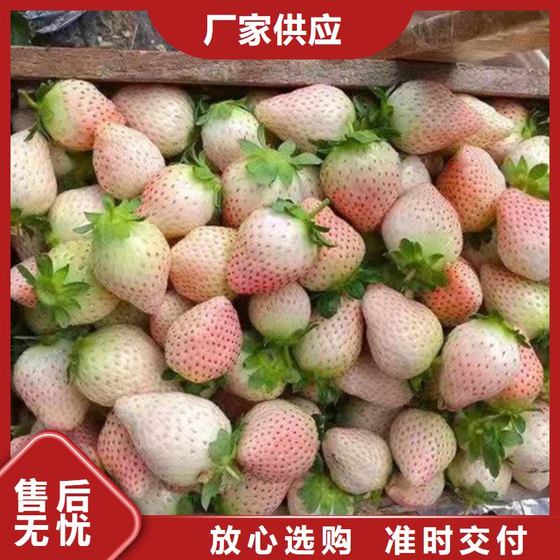 草莓苗大棚草莓苗用心制造