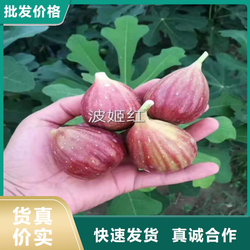 无花果-冬枣苗值得买