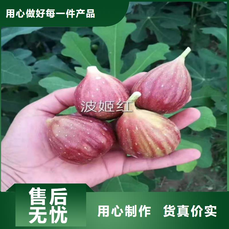 无花果-冬枣苗值得买