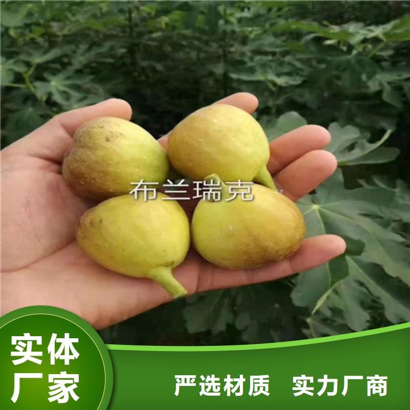 无花果-冬枣苗值得买