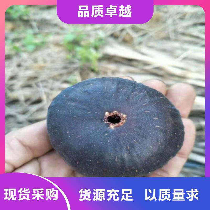 无花果-冬枣苗值得买