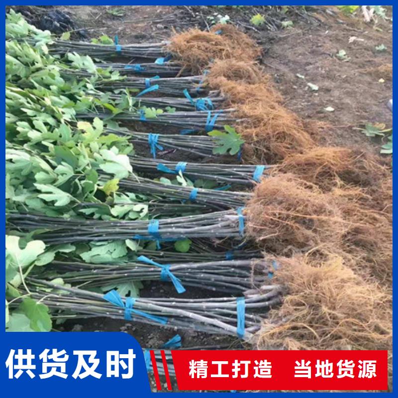 无花果-冬枣苗值得买