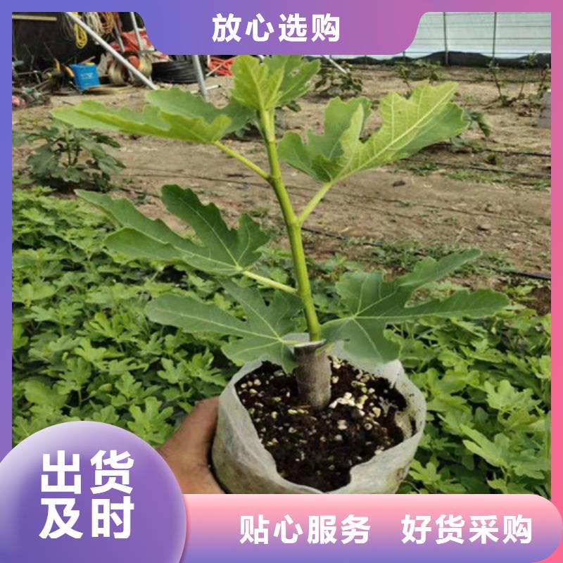 无花果烟福8苹果苗品质好才是硬道理