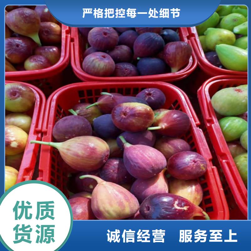 无花果-冬枣苗值得买