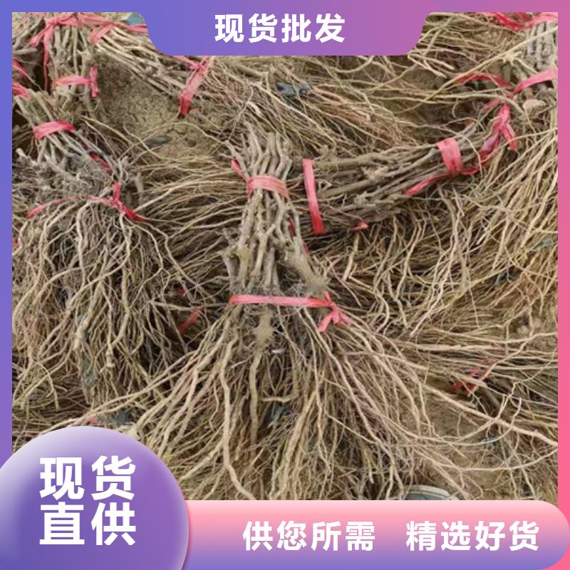 葡萄红富士苗可定制有保障