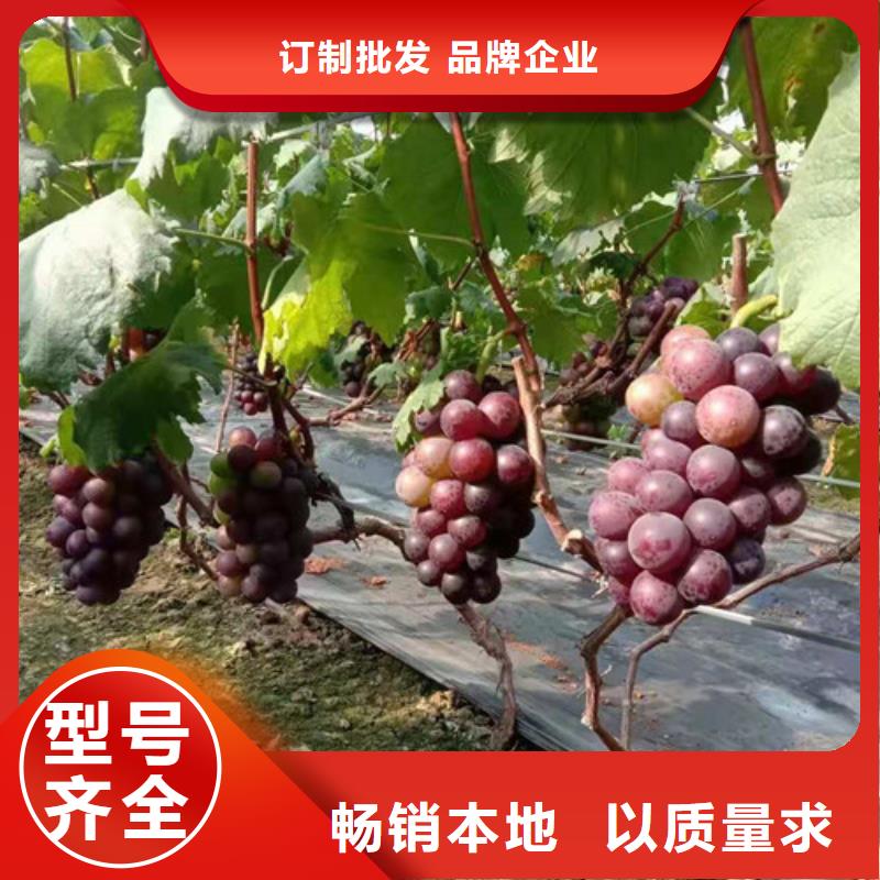 葡萄棠梨苗厂家直销售后完善